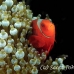 anemonefish_spinecheek_mm_h_0705_png0122.jpg